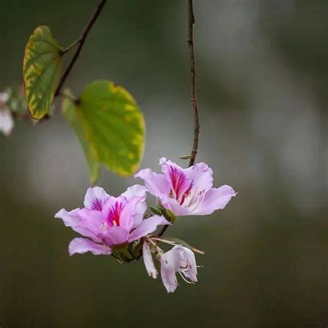 子花